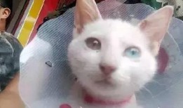 爆料小刚救助流浪猫视频,救助流浪猫，温暖冬日街头