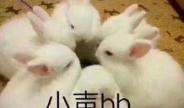 兔子化妆爆料视频,美妆博主教你打造时尚妆容